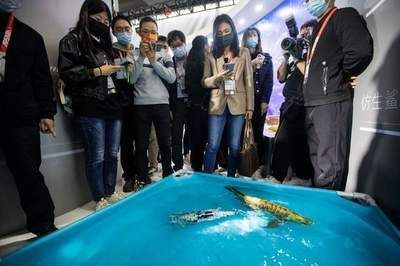 龍魚怎么下麻藥視頻：如何正確的給龍魚下麻藥