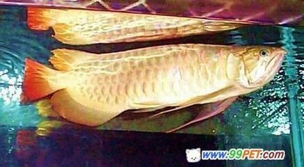 招財龍魚圖（招財龍魚在風水學中有什么作用？）