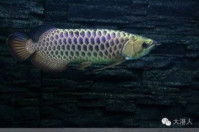 招財龍魚圖（招財龍魚在風水學中有什么作用？）