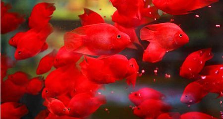 招財龍魚圖（招財龍魚在風水學中有什么作用？）