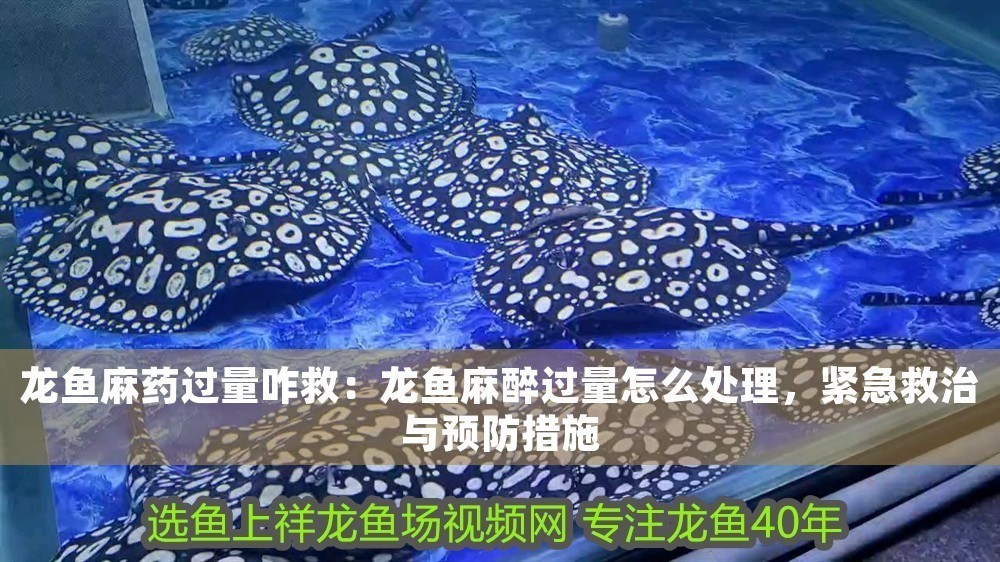 龍魚麻藥過量咋救：龍魚麻醉過量怎么處理，緊急救治與預防措施 龍魚麻藥過量咋救：龍魚麻醉過量怎么處理，緊急救治與預防措施 龍魚百科 第1張