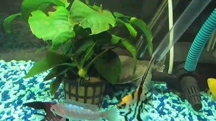 龍魚虎魚飛鳳豬鼻龜：珍稀水生生物—龍魚、虎魚、飛鳳豬鼻龜和豬鼻龜