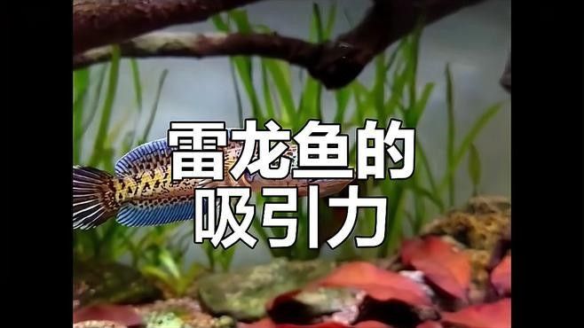 雷龍魚(yú)是下層魚(yú)嗎