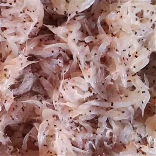 焦作龍魚專賣店