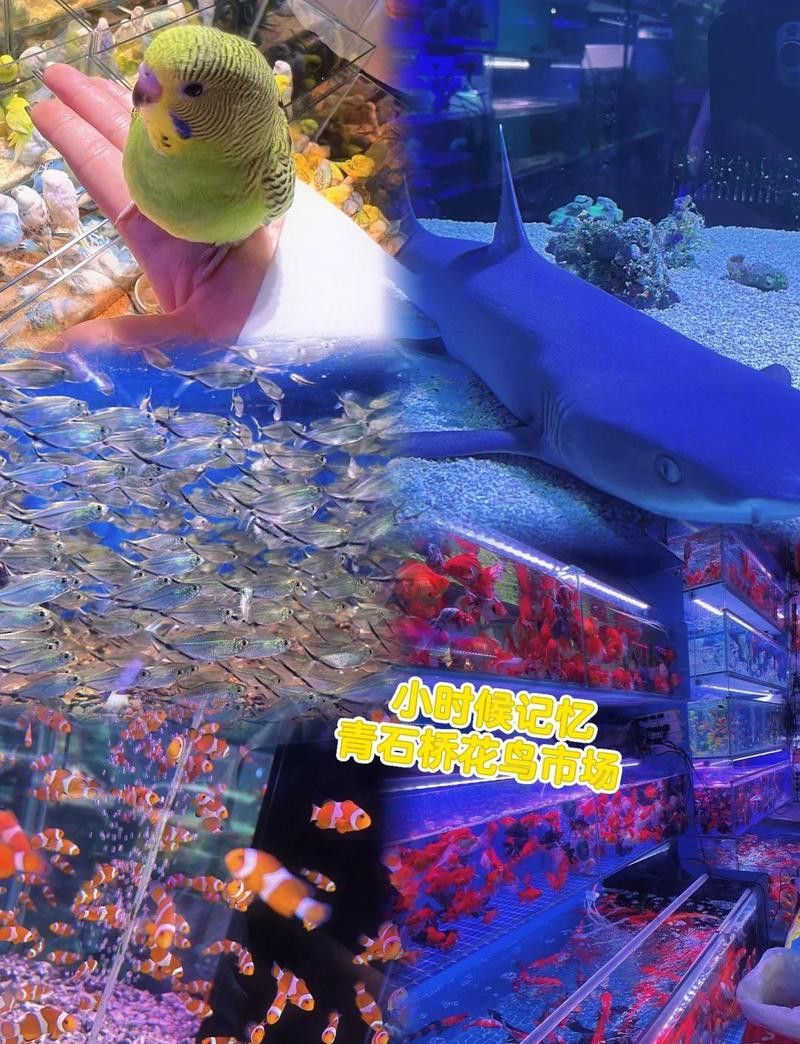 成都哪里有賣金龍魚活體的地方 成都哪里有賣金龍魚活體的地方 龍魚百科 第4張