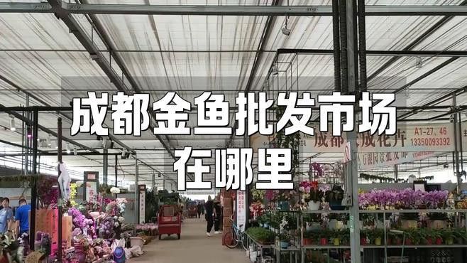 成都哪里有賣金龍魚活體的地方 成都哪里有賣金龍魚活體的地方 龍魚百科 第2張