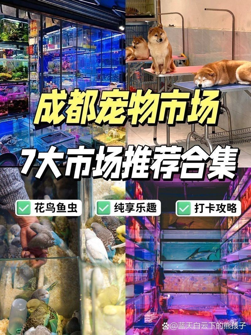 成都哪里有賣金龍魚活體的地方 成都哪里有賣金龍魚活體的地方 龍魚百科 第3張