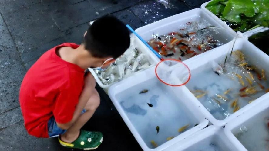 成都哪里有賣金龍魚活體的地方 成都哪里有賣金龍魚活體的地方 龍魚百科 第9張