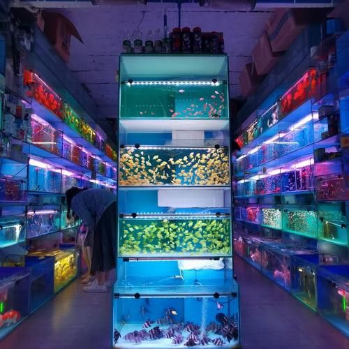 成都哪里有賣金龍魚活體的地方 成都哪里有賣金龍魚活體的地方 龍魚百科 第6張