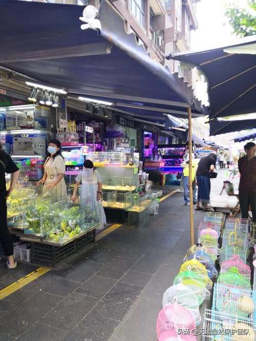 成都哪里有賣金龍魚活體的地方 成都哪里有賣金龍魚活體的地方 龍魚百科 第8張