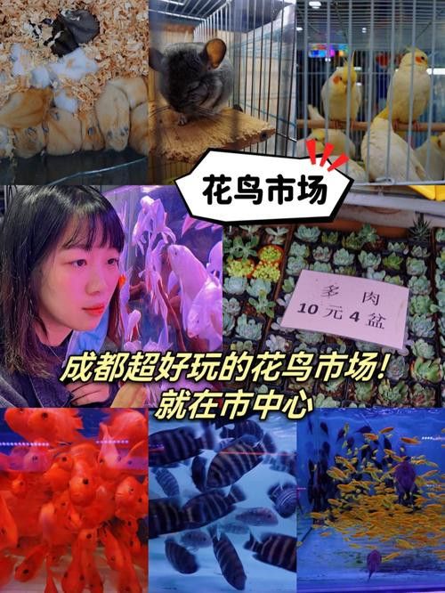成都哪里有賣金龍魚活體的地方 成都哪里有賣金龍魚活體的地方 龍魚百科 第10張