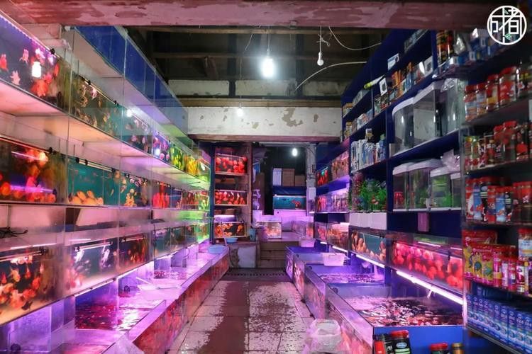 成都哪里有賣金龍魚活體的地方 成都哪里有賣金龍魚活體的地方 龍魚百科 第7張
