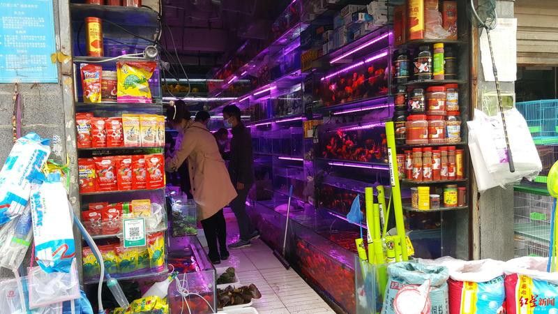 成都哪里有賣金龍魚活體的地方 成都哪里有賣金龍魚活體的地方 龍魚百科 第15張