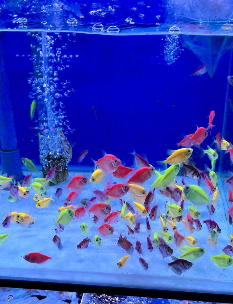 成都哪里有賣金龍魚活體的地方 成都哪里有賣金龍魚活體的地方 龍魚百科 第20張