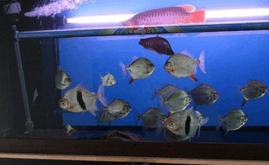 銀板魚混養最佳伴侶選擇：適合與銀板魚混養的魚類