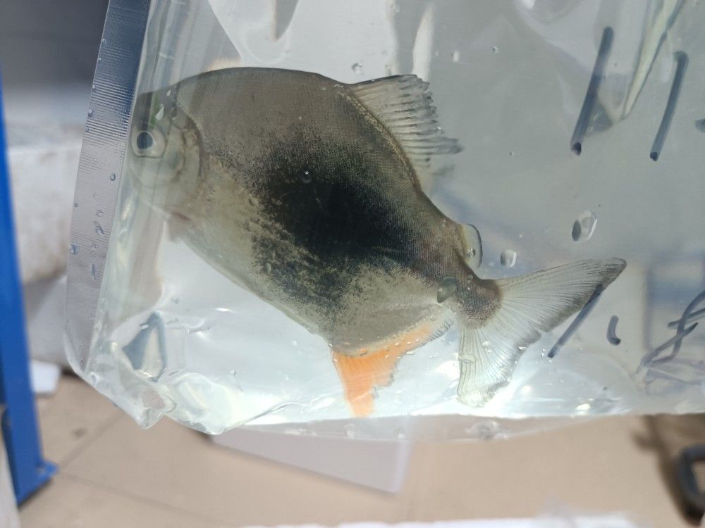 銀板魚混養(yǎng)最佳伴侶選擇：適合與銀板魚混養(yǎng)的魚類