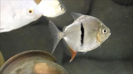 銀板魚混養(yǎng)最佳伴侶選擇：適合與銀板魚混養(yǎng)的魚類