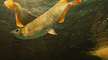 設計龍魚壁紙需要哪些軟件？ 設計龍魚壁紙需要哪些軟件？ 龍魚百科 第2張