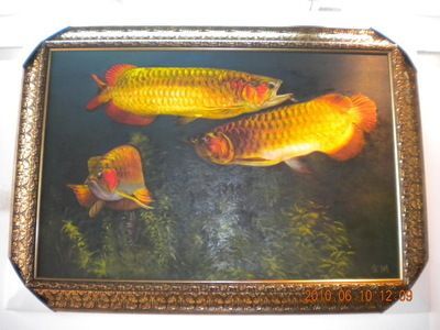 一條金龍魚大概多少錢人民幣一條金龍魚大概多少錢：一條金龍魚大概多少錢 一條金龍魚大概多少錢人民幣一條金龍魚大概多少錢：一條金龍魚大概多少錢 龍魚百科 第1張