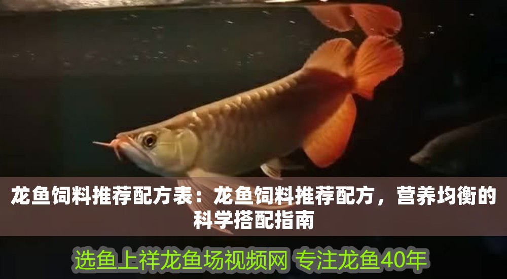 龍魚飼料推薦配方表：龍魚飼料推薦配方，營養均衡的科學搭配指南