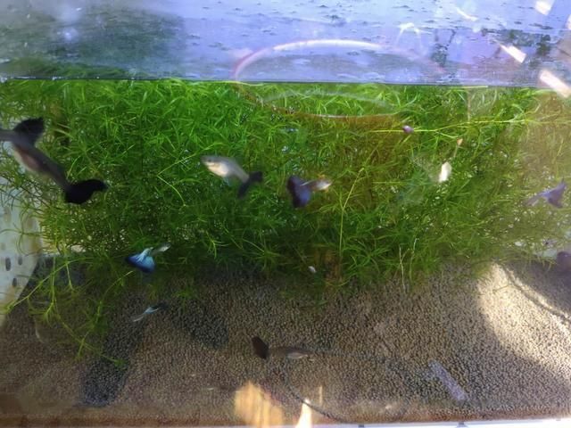 龍魚飼料推薦配方表：龍魚飼料推薦配方，營(yíng)養(yǎng)均衡的科學(xué)搭配指南