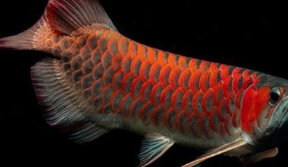 紅龍魚最佳水溫是多少（紅龍魚最佳水溫多少度最好紅龍魚水溫多少合適） 紅龍魚最佳水溫是多少（紅龍魚最佳水溫多少度最好紅龍魚水溫多少合適） 龍魚百科 第3張