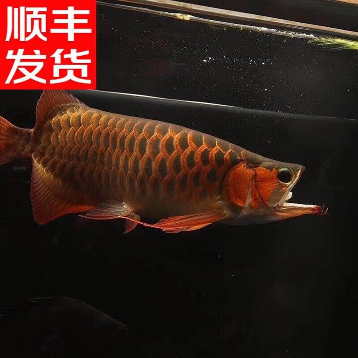 哪里可以買到高端的藍底過背金龍魚？ 哪里可以買到高端的藍底過背金龍魚？ 龍魚百科 第9張