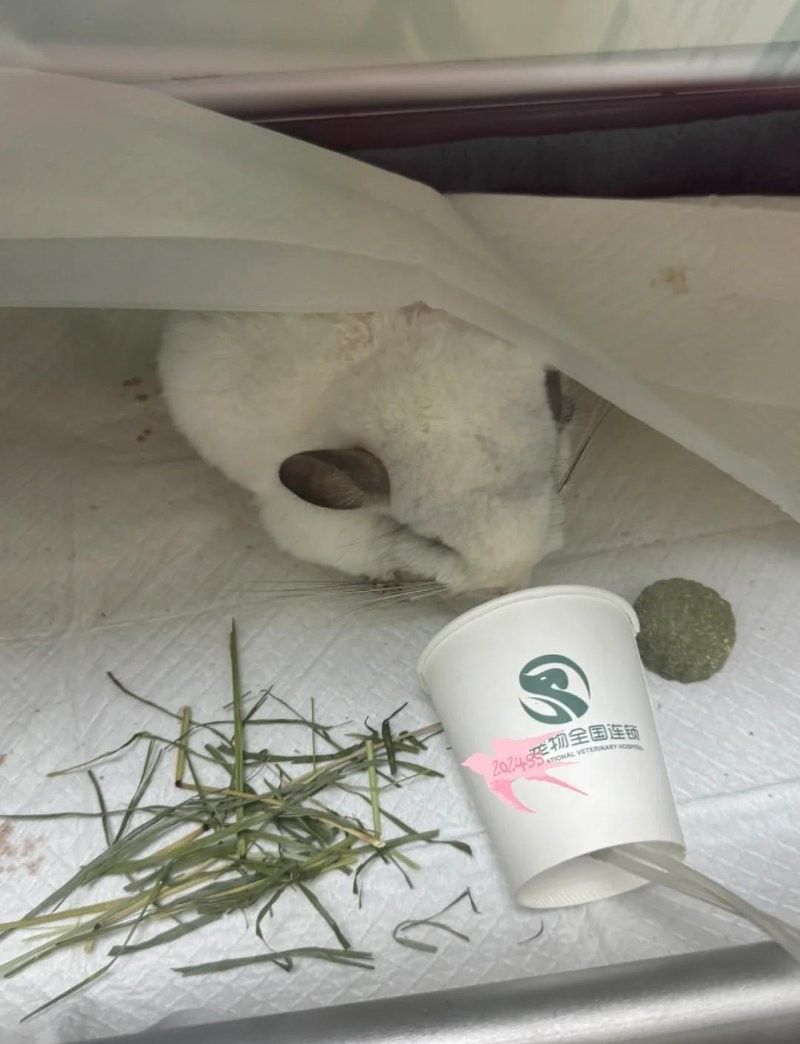 龍貓生病需要就醫嗎？ 龍貓生病需要就醫嗎？ 龍魚百科 第3張