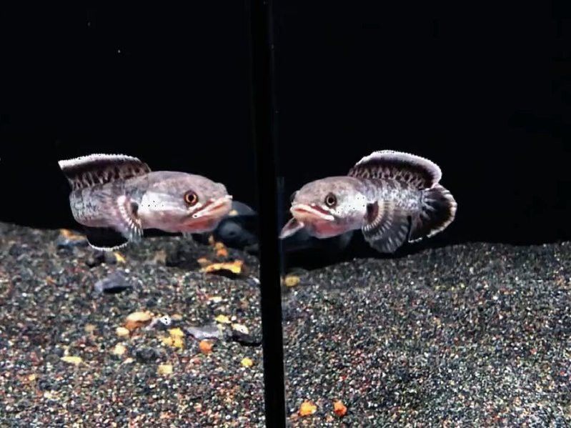 鈷藍雷龍魚介紹
