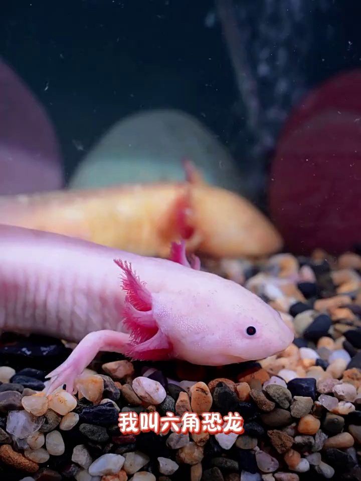 鈷藍雷龍魚介紹