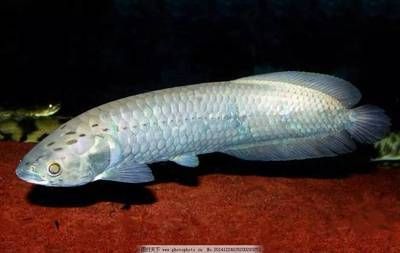 龍魚可以多長時間不吃東西了：龍魚可以多長時間不吃東西