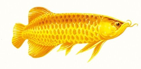 金龍魚魚苗成長為成年魚需要較長的時間因個體差異和飼養(yǎng)條件而異：金龍魚多久能長大
