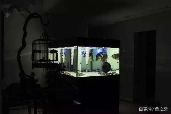 龍魚的配魚是什么魚比較好：如何為龍魚選擇配魚 龍魚的配魚是什么魚比較好：如何為龍魚選擇配魚 龍魚百科 第3張