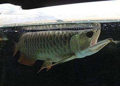 世界十大龍魚品牌排行榜前十名：2024年世界十大龍魚品牌排行榜
