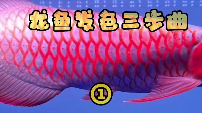 龍魚拔鱗后需要多久才能恢復顏色？