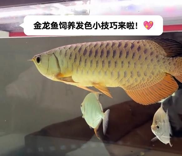 新手養金龍魚需要注意什么？