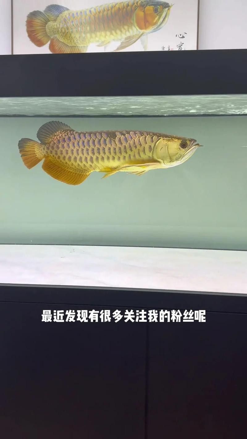 新手養金龍魚需要注意什么？
