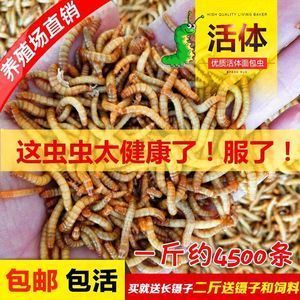 喂龍魚,面包蟲和大麥蟲那個好（大麥蟲和大麥蟲的區別）