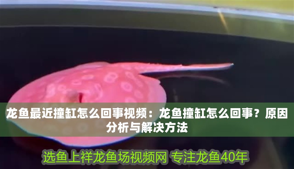 龍魚最近撞缸怎么回事視頻：龍魚撞缸怎么回事？原因分析與解決方法