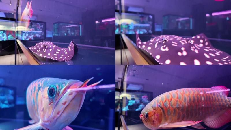 金龍魚視頻下載 金龍魚視頻下載 龍魚百科 第3張