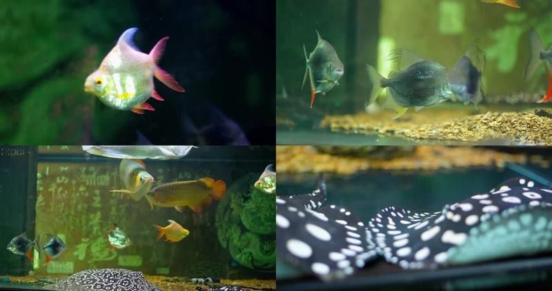 金龍魚視頻下載 金龍魚視頻下載 龍魚百科 第1張