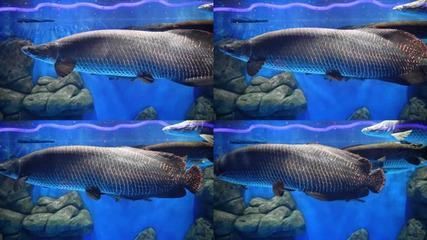 巨骨舌魚和金龍魚有什么關系嗎：巨骨舌魚和金龍魚有什么關系嗎巨骨舌魚和金龍魚有什么關系