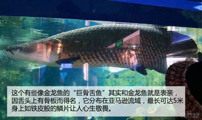 巨骨舌魚和金龍魚有什么關系嗎：巨骨舌魚和金龍魚有什么關系嗎巨骨舌魚和金龍魚有什么關系