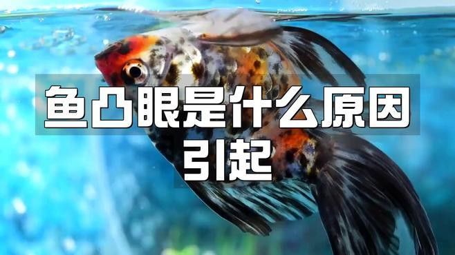 如何判斷龍魚是否眼凸出？