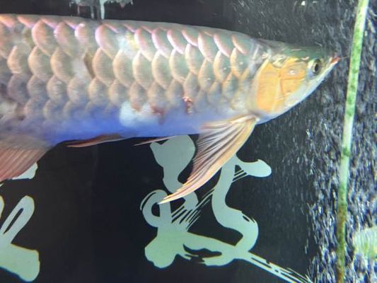 紅龍魚掉鱗片掉了 幫他安裝上有用嗎，如何正確安裝紅龍魚的新鱗片