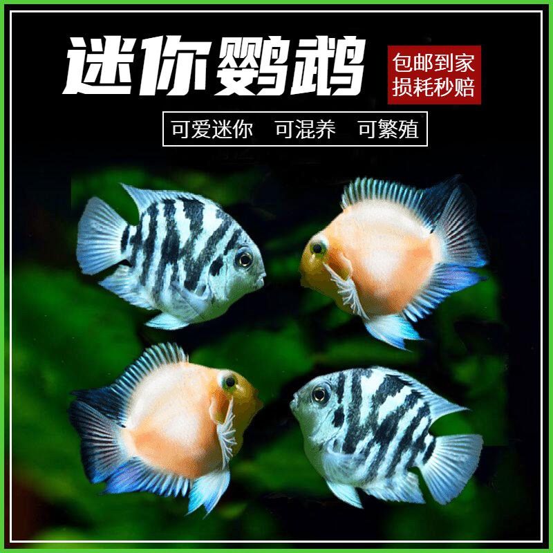 匯龍魚缸圖片價格大全
