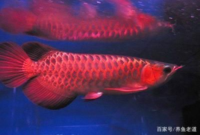 龍魚咬一口就吐不吃東西：龍魚不吃東西可能有多種原因，需要仔細觀察龍魚的病情