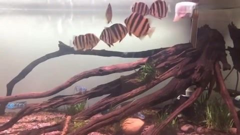 金鼓魚能和龍魚混養(yǎng)嗎【金鼓魚和龍魚混養(yǎng)的常見問題及解決方法】