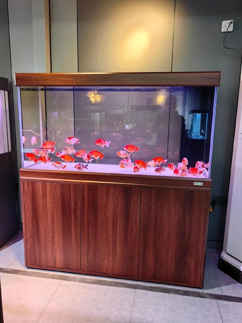 銀龍魚不搶食吃咋辦 銀龍魚不搶食吃咋辦 龍魚百科 第4張