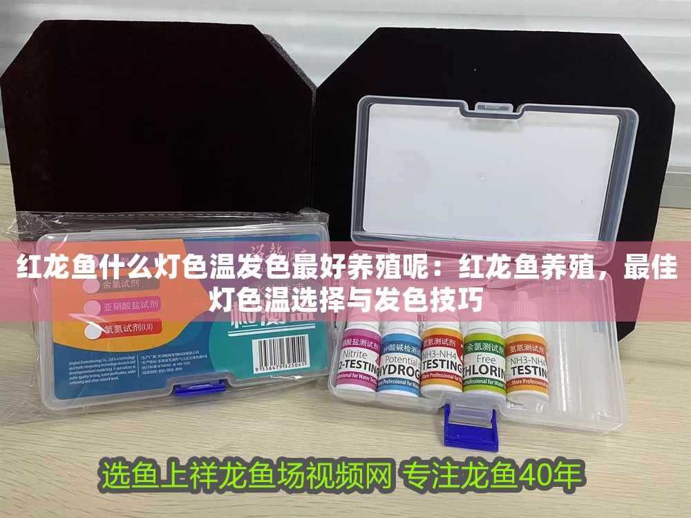 紅龍魚什么燈色溫發色最好養殖呢：紅龍魚養殖，最佳燈色溫選擇與發色技巧